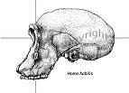 Homo Habilis