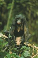 Whack my bonobo!!!!!