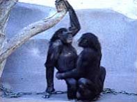 Whack my bonobo!!!!!