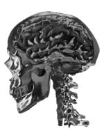 Inside a human