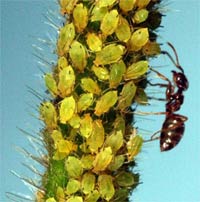An ant 'herding' aphids