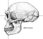 Homo Erectus