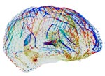 Consciousness: The Mind of God?