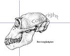Pan Troglodytes
