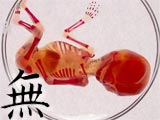 Fetus in a Petri Dish