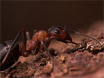 Red Ants are just one of the lancet fluke's hosts