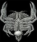 A Parasitised Crab, courtesy of Sacculina