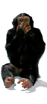 Monkey Speak, Monkey Do