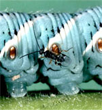 A wasp injecting itself into a hornworm